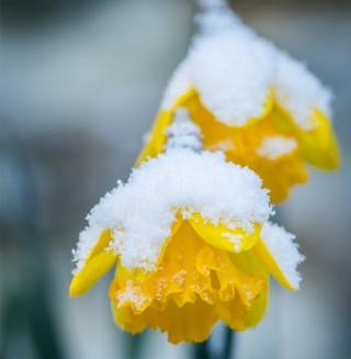Snow covered daffodils