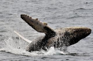 Ballena saltando