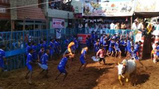ஜல்லிக்கட்டு
