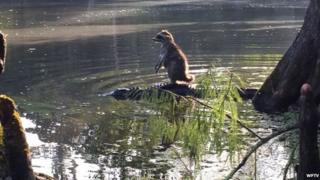 Raccoon on alligators back