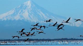 Miankaleh Nature Resrve, Iran
