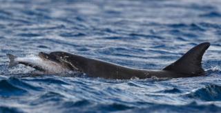 Bottlenose dolphin catching salmon