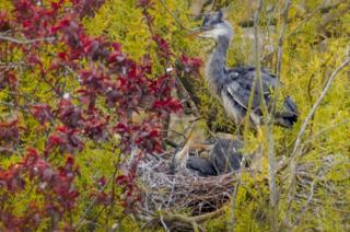 Grey Heron with chicks in a nest