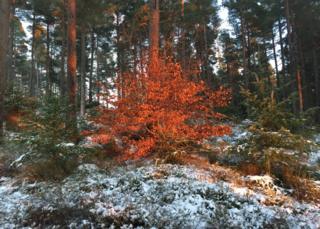 Huntly Bin forest
