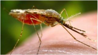 Dormir sous une moustiquaire peut aider à éradiquer le moustique vecteur du paludisme, rappelle Bill Gates.