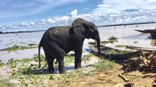 One of di elephants