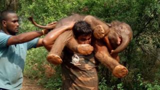 Sarathkumar carries the calf