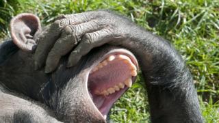 Chimpancé