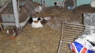 Three of the Guinea pigs being kept in squalor in the house in Cardiff
