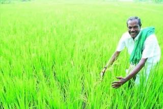 நெல் ஜெயராமன்