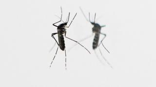 Mosquito