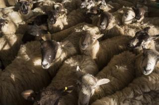 A group of sheep