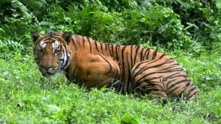 A Royal Bengal Tiger pauses in a jungle clearing in Kaziranga National Park, east of Guwahati, India - 21 December 2014