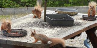 Red squirrels