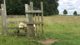 'Silly' sheep gets head stuck in Hertfordshire stile - BBC ...