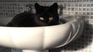 Black cat in sink