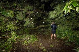 Picture of uprooted tree in Hastings in New Zealand after Cyclone Cook, on 13 April 2017