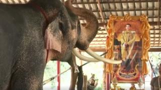 யானை ஏகாச்சி