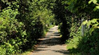 Ліс