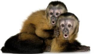 Dos monos