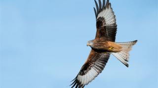 Red kite in flight