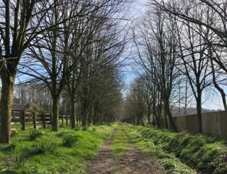 Trees lining a path