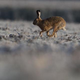 Hare in snow