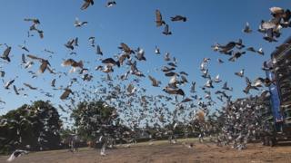 Pigeons's released at Wicksteed Park in Kettering