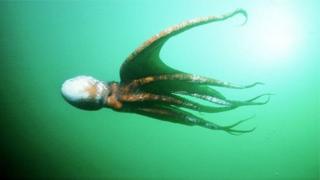 Octopus