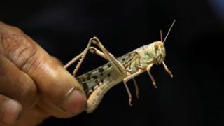 வெட்டுக்கிளி