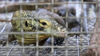 Komodo in Surabaya