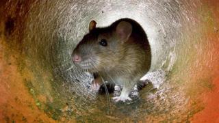 Rato