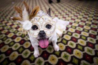 A dog is dressed in a masked carnival costume
