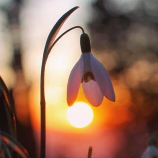 Snowdrop at sunset