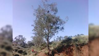 ግለሰቡ የወጣበት ዛፍ ከርቀት ሲታይ