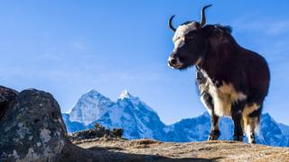 A black yak standing on a hill in Nepal