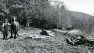 1920 - A forest worker and working horse