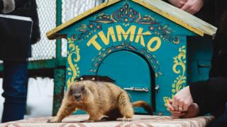 Тимко бабак