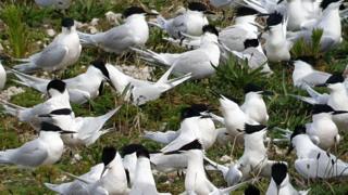 Avian flu tests after bird deaths at Forvie nature reserve - BBC News