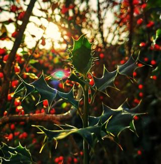 Holly bush