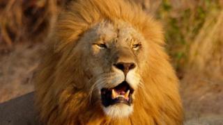 Czech man mauled to death by lion he kept in back yard 