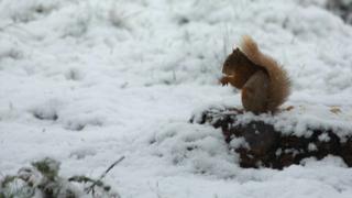 Rothiemurchus
