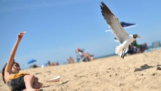 A seagull takes a chip from a boy on a beach