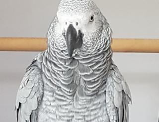 Charlie the parrot