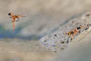 Mud wasps in Walyormouring Nature Reserve, Western Australia