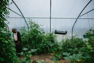 A participant works inside the allotment polytunnel