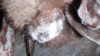Infected bat (Image: Marvin Moriarty/USFWS)