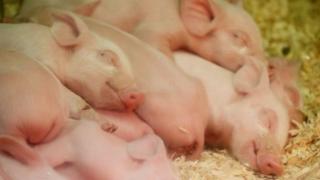 pig