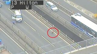 Dog on motorway
