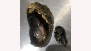 Clappy-doo, left, and regular sized mussel